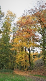A serene landscape showcasing a winding path through a vibrant forest during autumn.