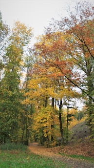 A serene landscape showcasing a winding path through a vibrant forest during autumn.