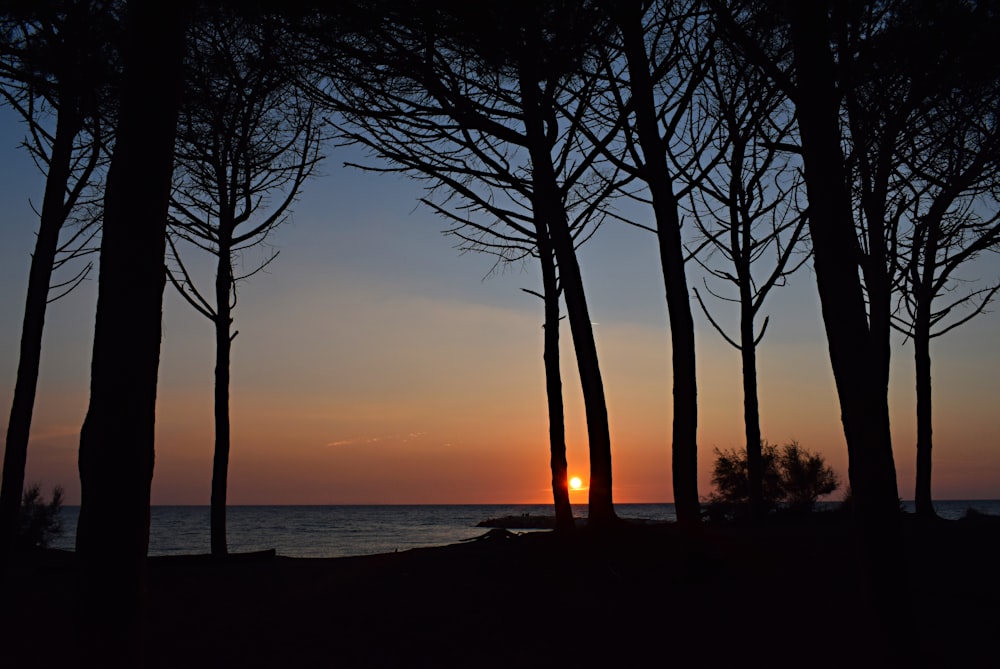 silhouette of trees near body of water during sunset