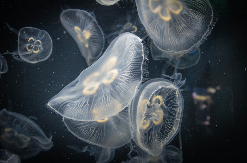 group of jellyfish