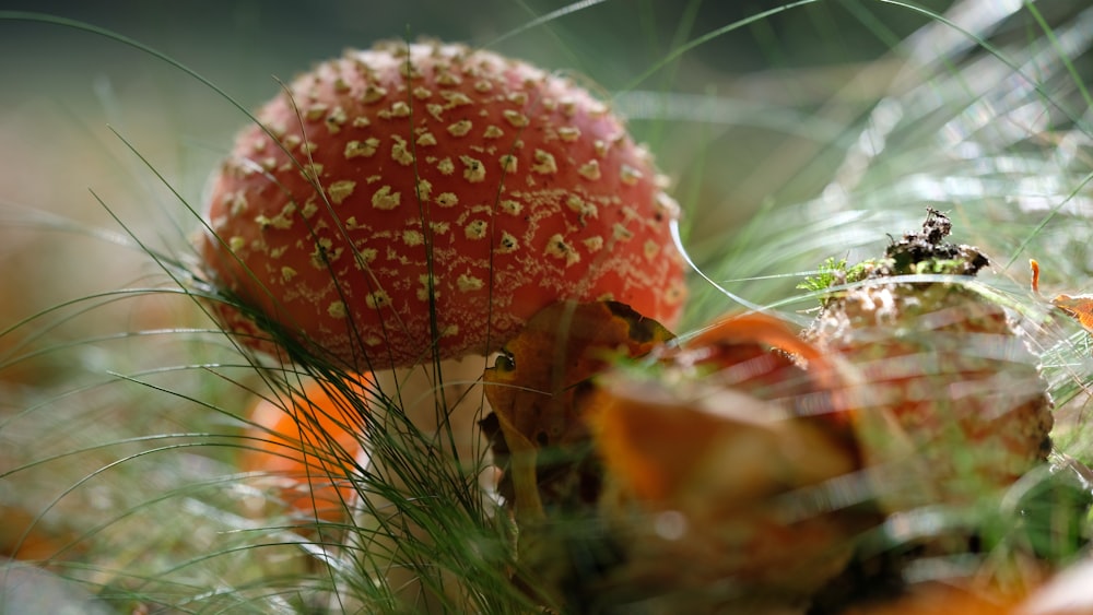 close-up photography of red mushroom