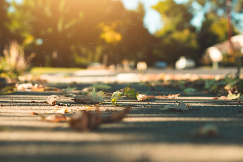 shallow focus photography of fallen leaves