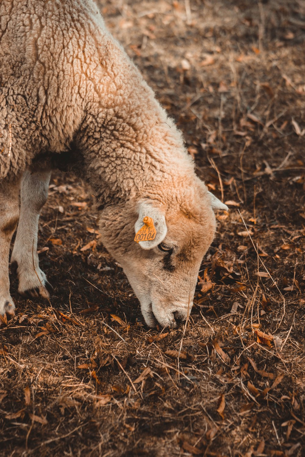 beige lamb eating grass