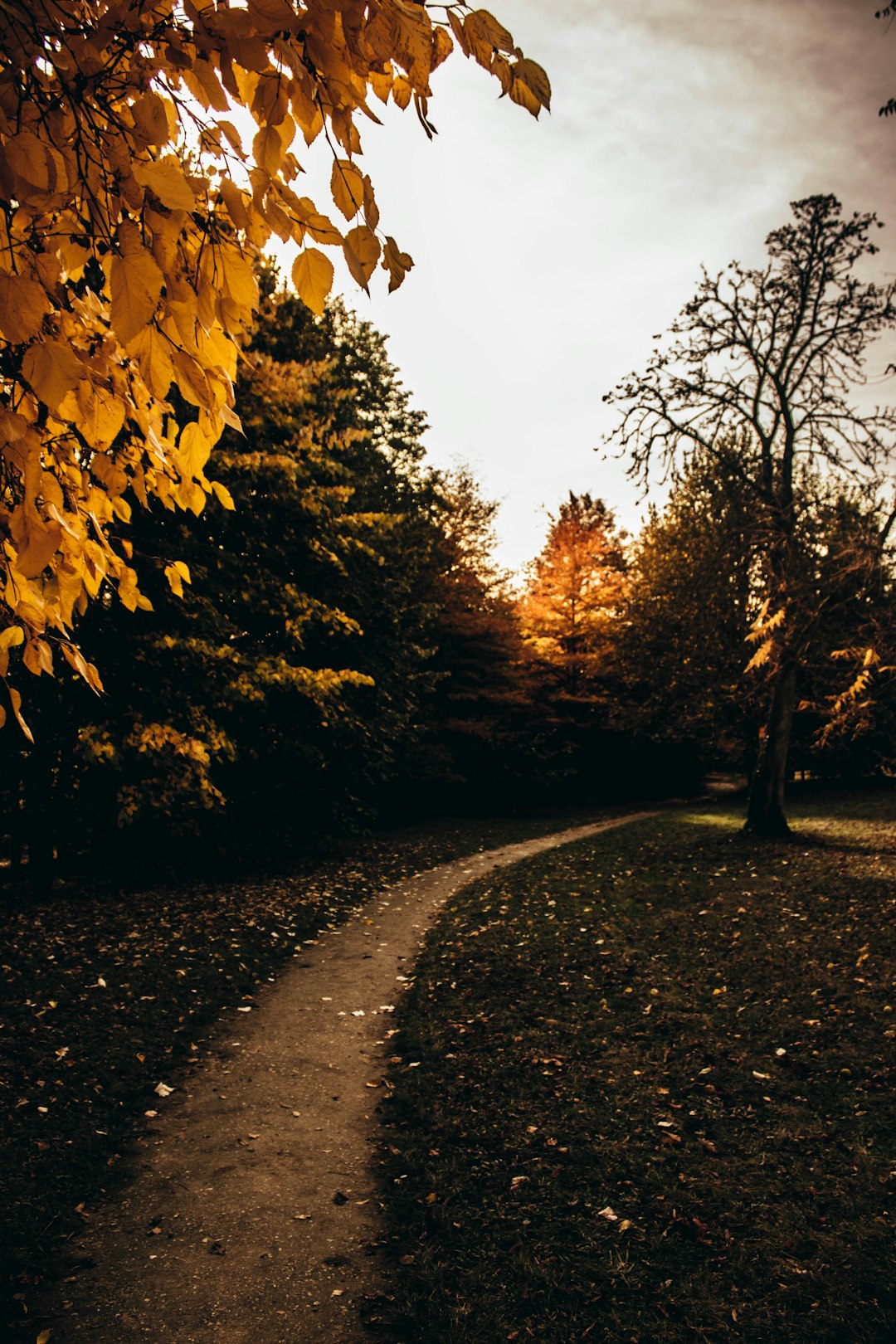 footpath surrounded by treess