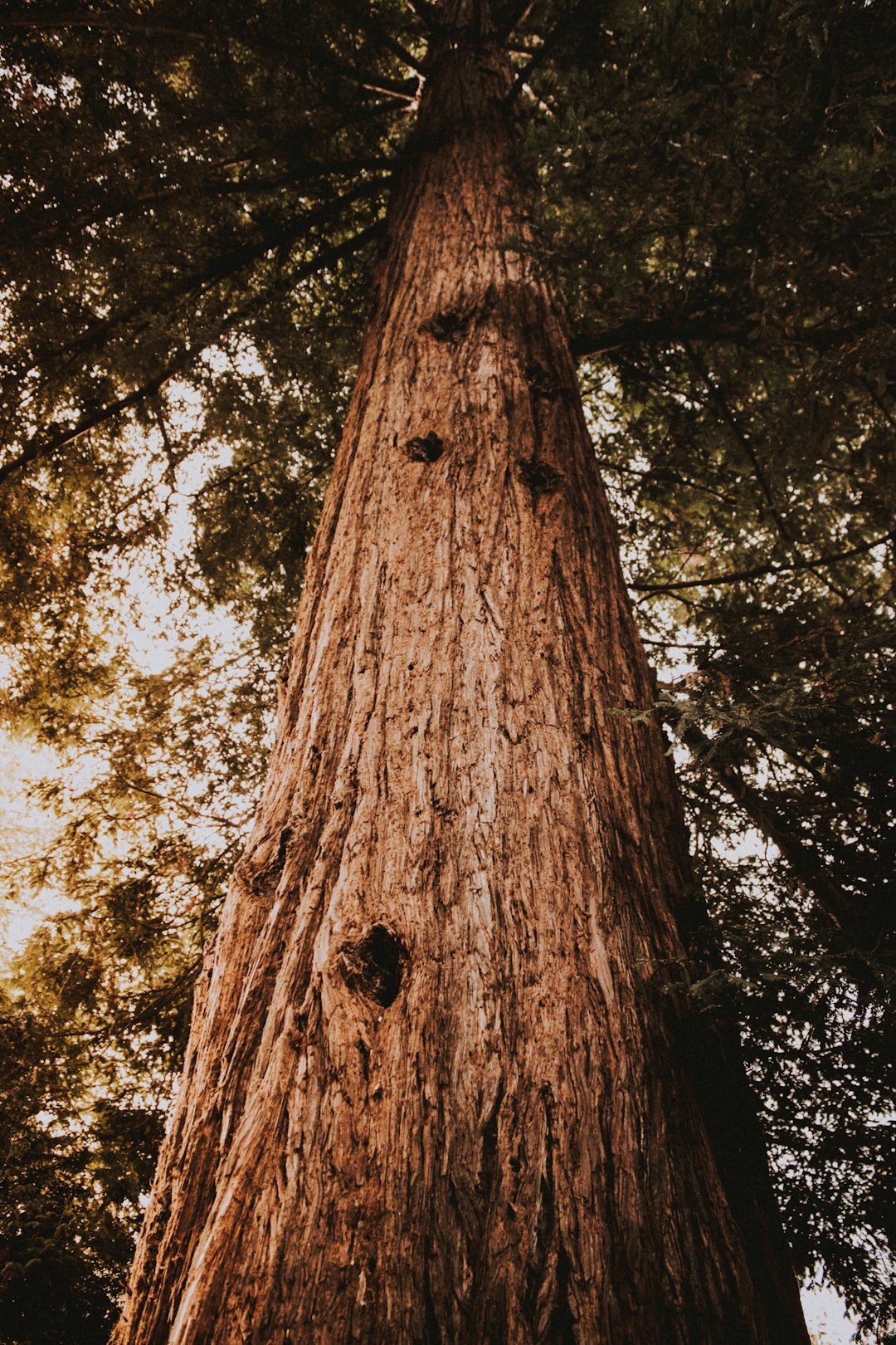 low angle photography of green and brown tree