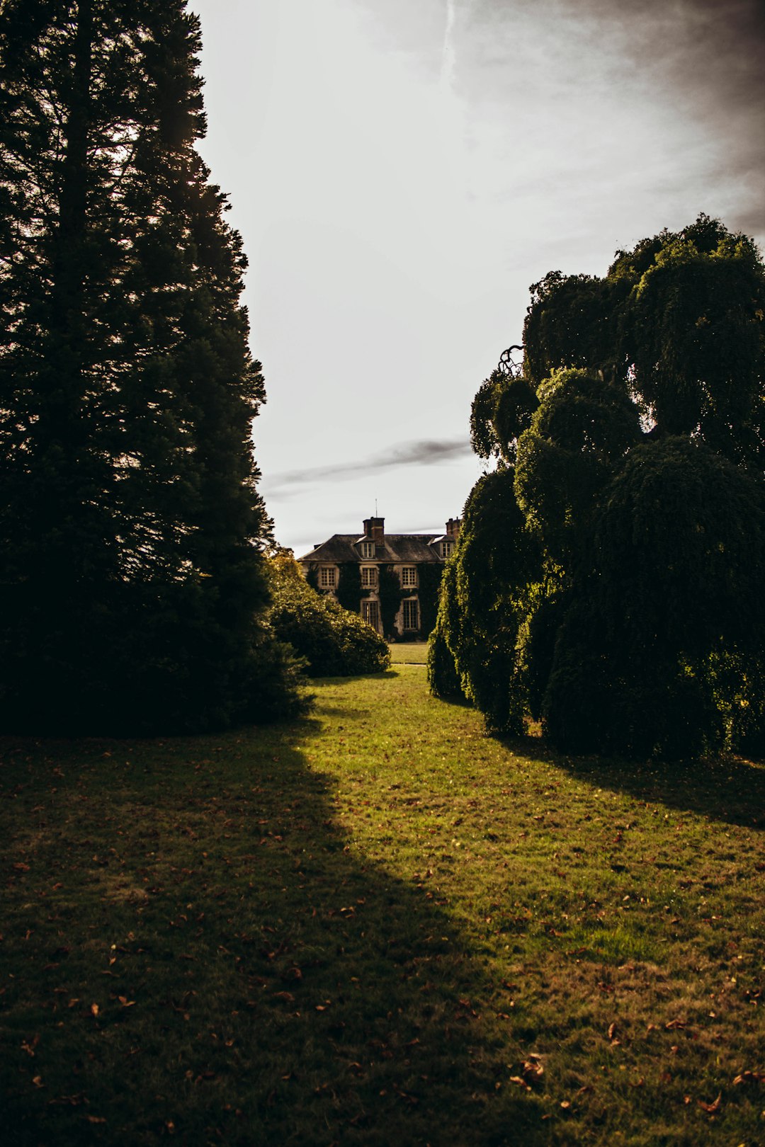 green trees during daytime