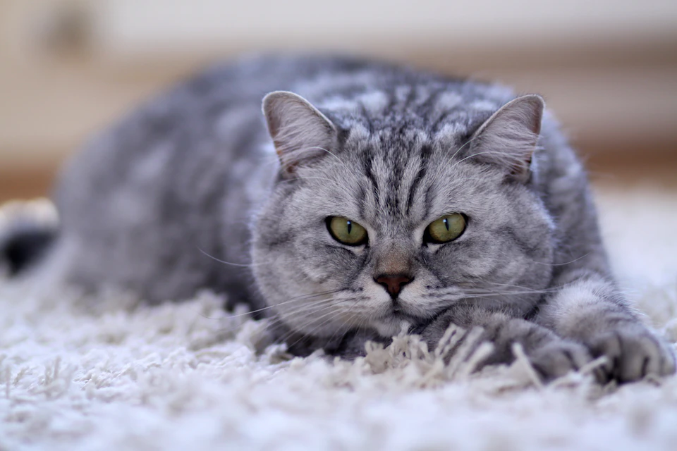 A gray cat is lying on a white carpeted floor, its head resting comfortably on the ground and eyes gazing directly at the camera with an air of curiosity and alertness. The cat's fur is a mix of gray and white, and it has striking green eyes that add a touch of color to its otherwise monochrome appearance.

The background features a beige wall, providing a neutral backdrop for the feline's presence.