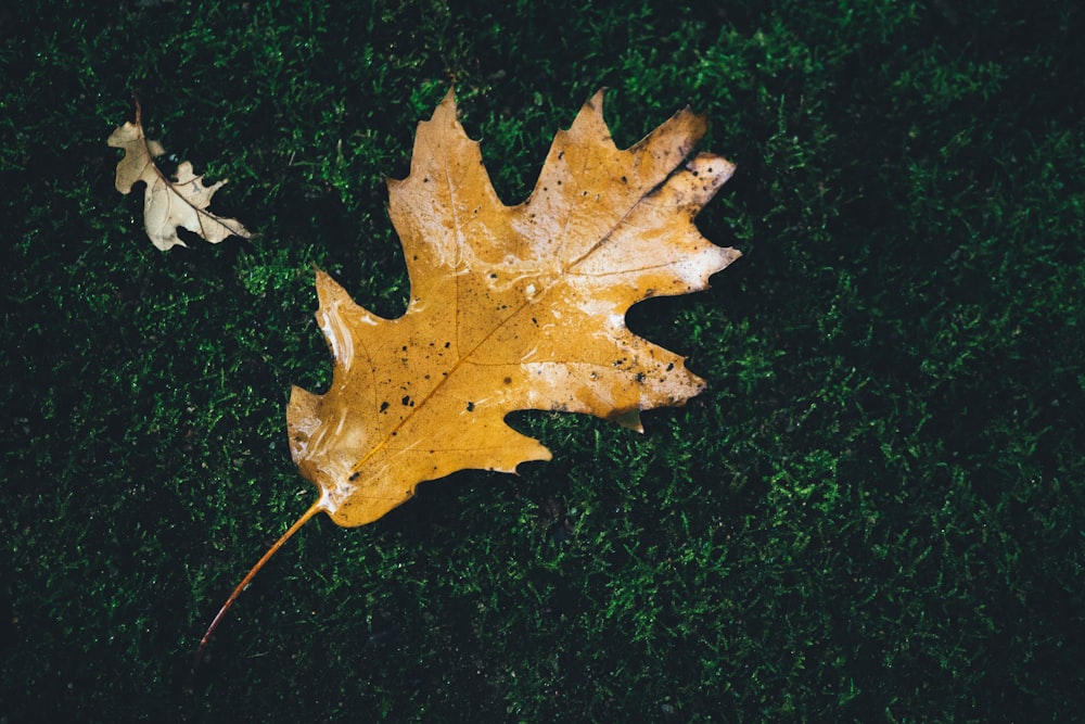 brown leaf on green grass