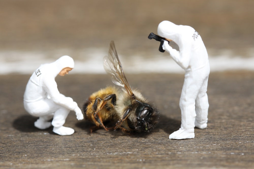 photography of two people taking photo of bee