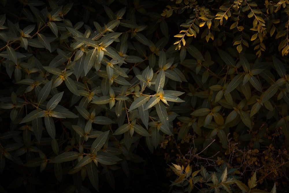 green leaf plants during night time