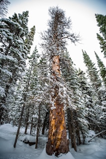 A dense forest scene featuring tall evergreen trees covered in snow, with a prominent, leafless tree at the center exhibiting a rough, textured bark. The ground is blanketed in a thick layer of snow, creating a serene winter atmosphere.