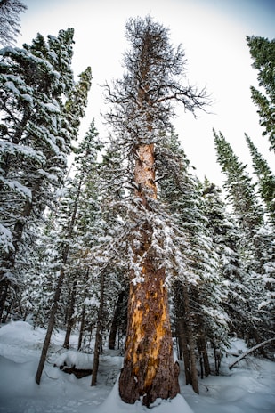 A dense forest scene featuring tall evergreen trees covered in snow, with a prominent, leafless tree at the center exhibiting a rough, textured bark. The ground is blanketed in a thick layer of snow, creating a serene winter atmosphere.