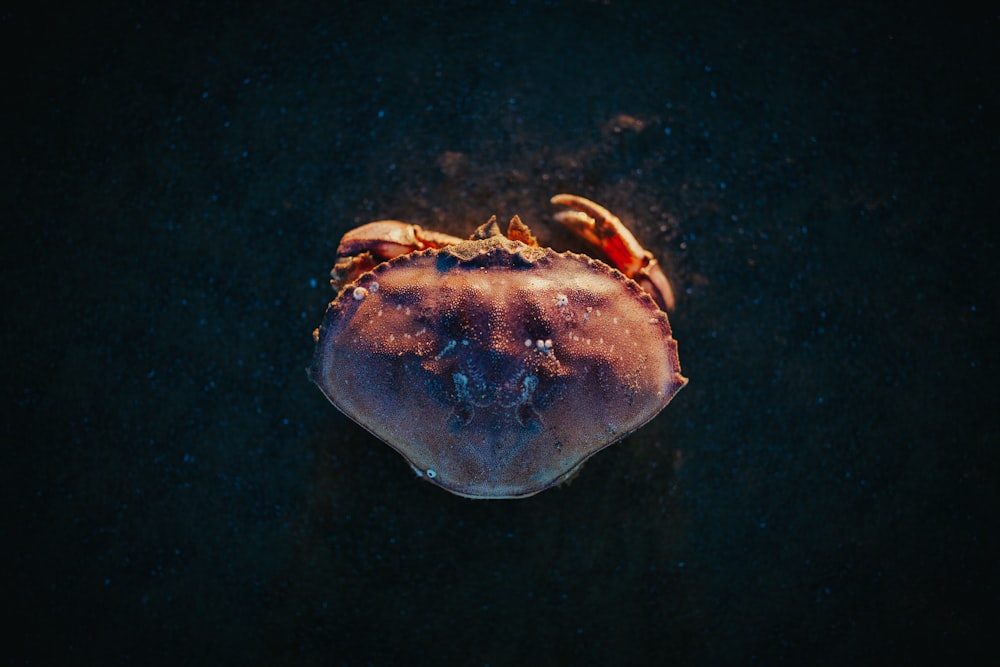 photo en gros plan de crabe rouge