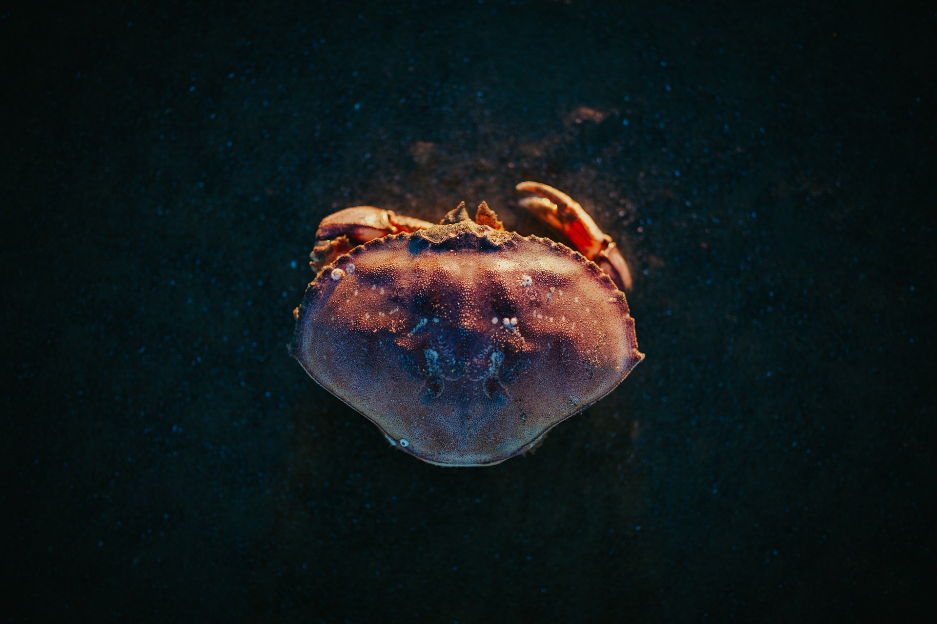 close-up photo ofg red crab