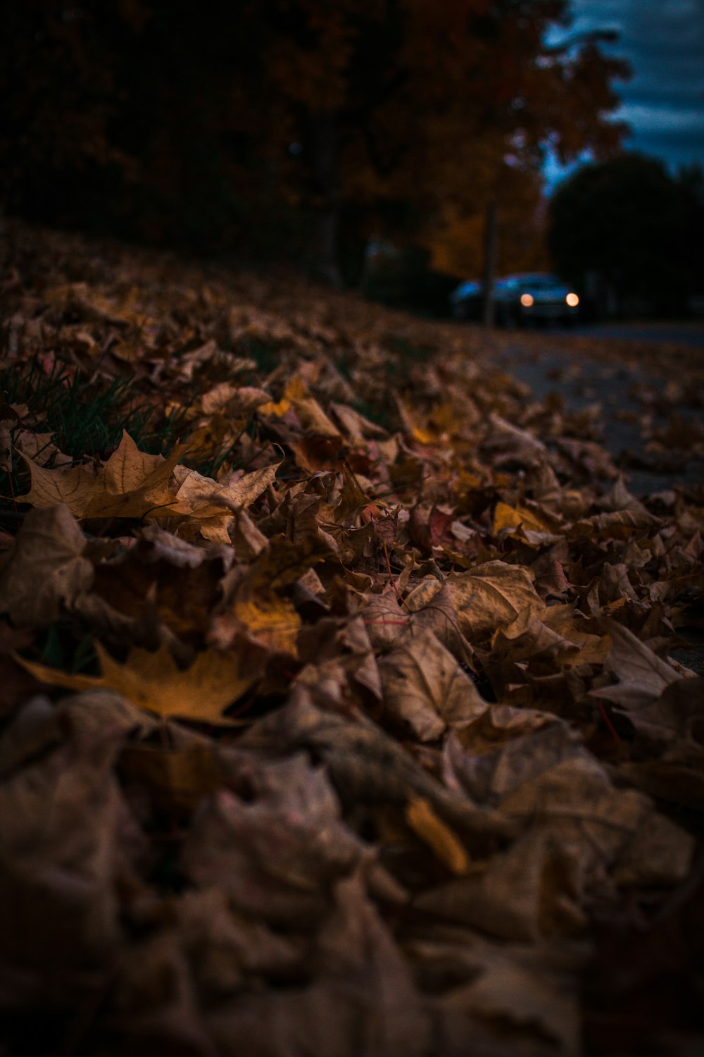 dried leaf