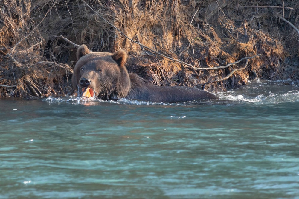 Orso bruno che nuota al fiume