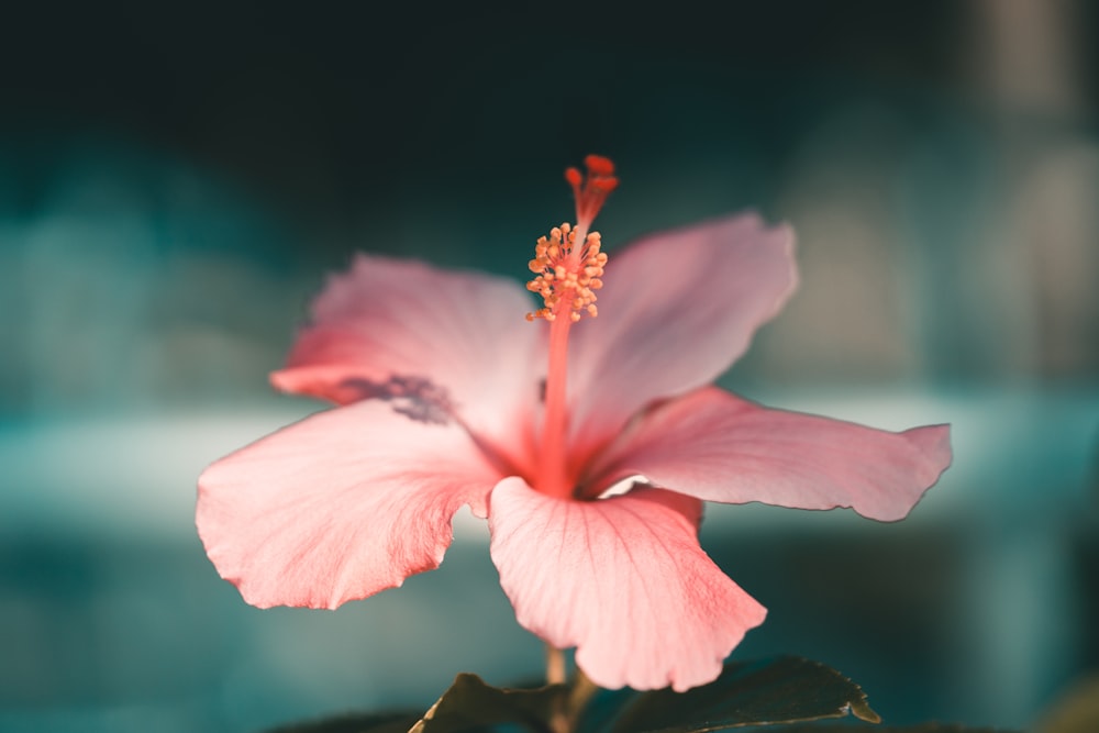 silhouette of pink hibiscus