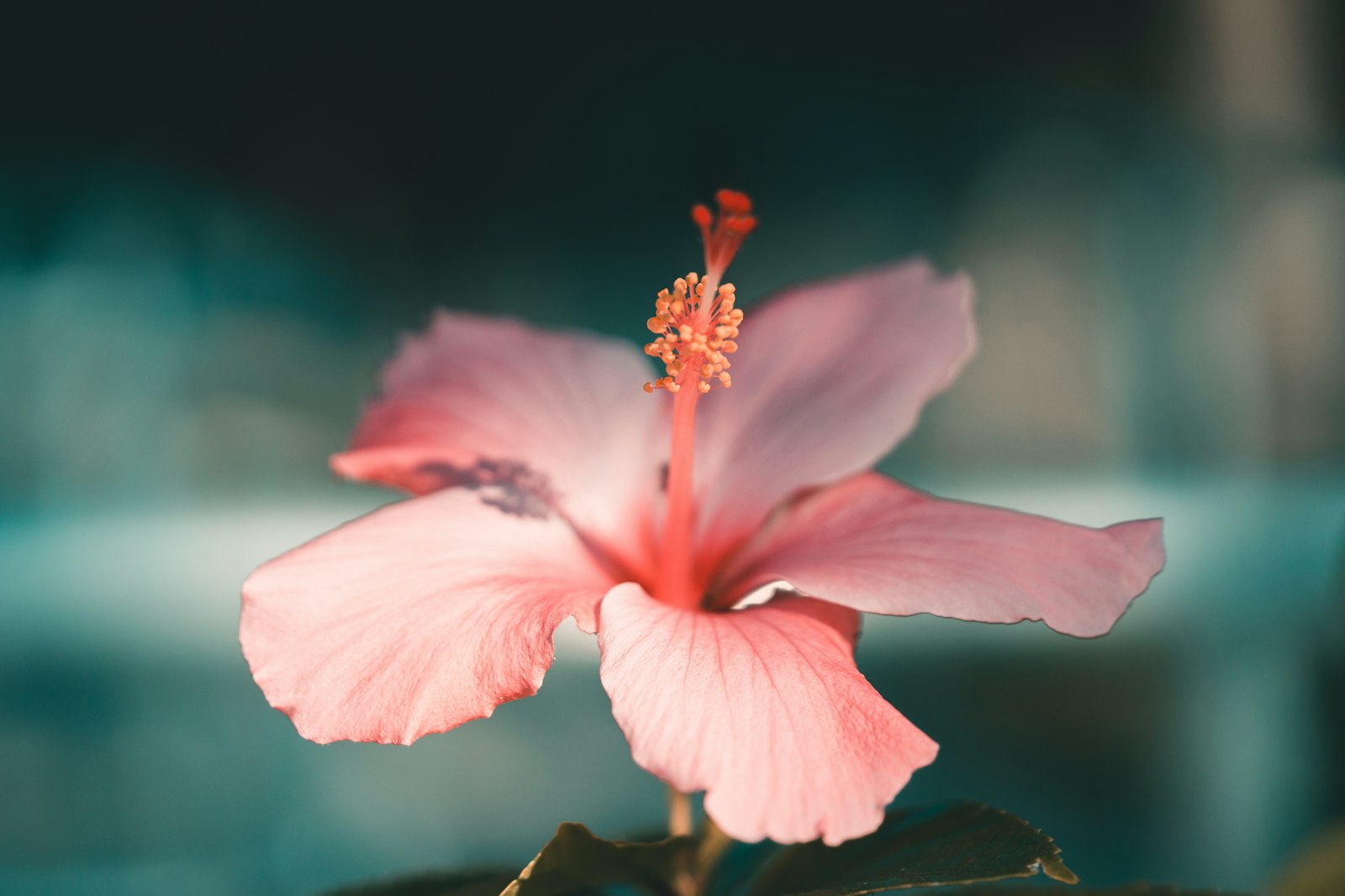 Sony a7 + Sony FE 90mm F2.8 Macro G OSS sample photo. Silhouette of pink hibiscus photography