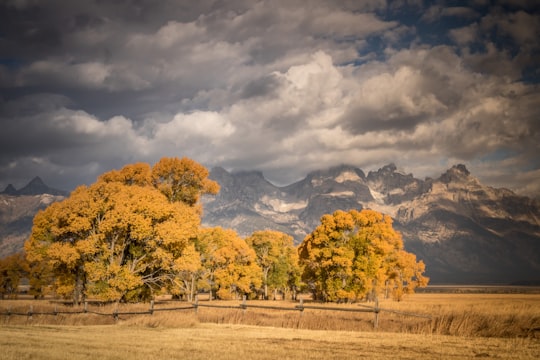 brown-leafed trees near mountain in Grand Teton United States
