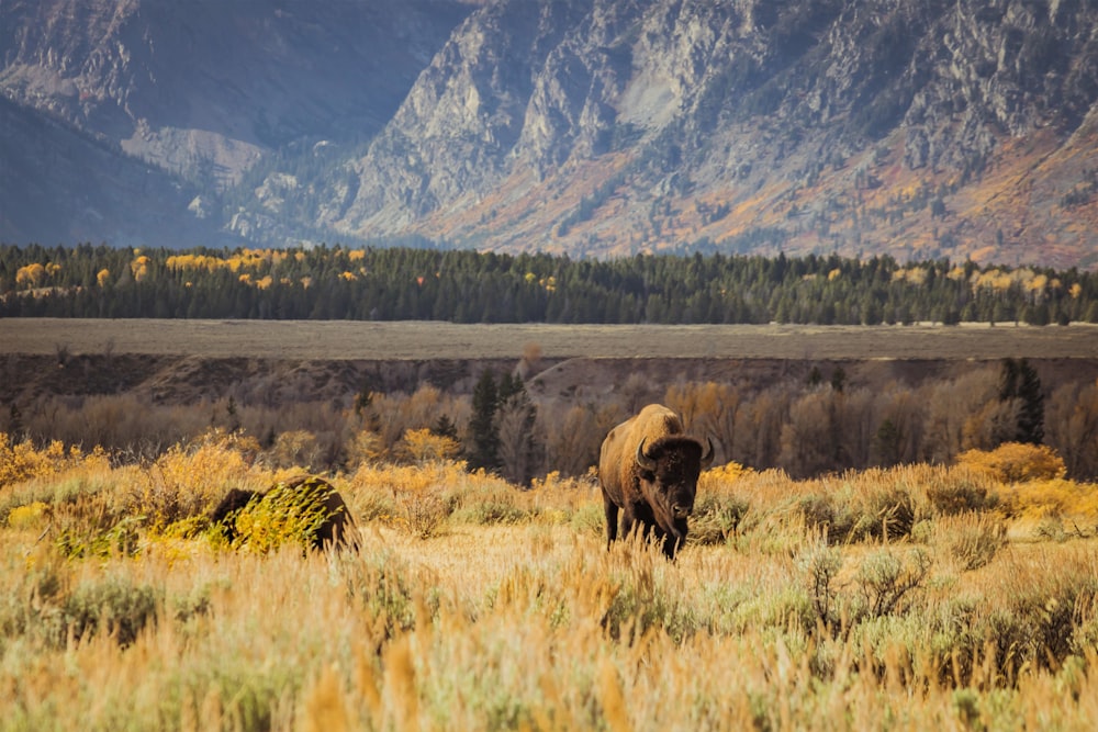 black rhino standing on field during daytime