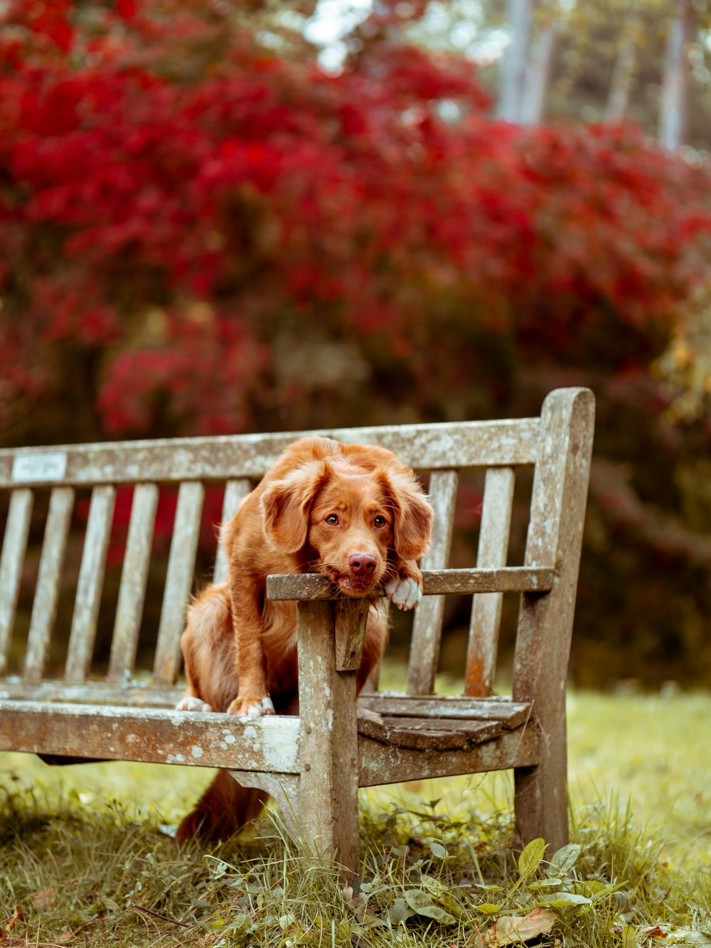 dog sitting on brown wooden bench