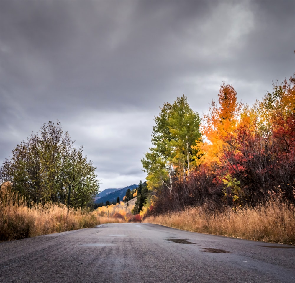 gray road beside brown and green trees