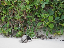 A coconut shell rests on a sandy surface near vibrant green foliage. The leaves are lush, with varying shades of green, some curling and others standing upright. The sand appears smooth and white, contrasting with the greenery.