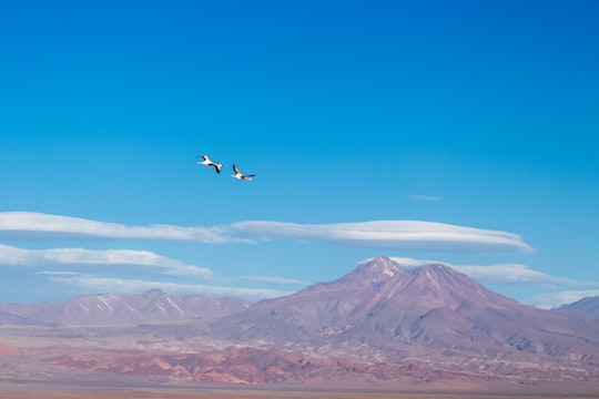 two flying birds during daytime in San Pedro de Atacama Chile