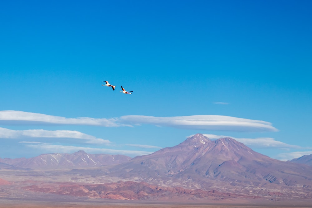 two flying birds during daytime