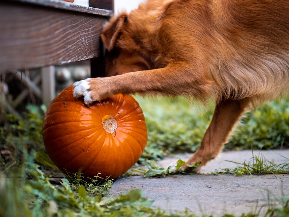 red Golden retriever plays pumpkin outdoor