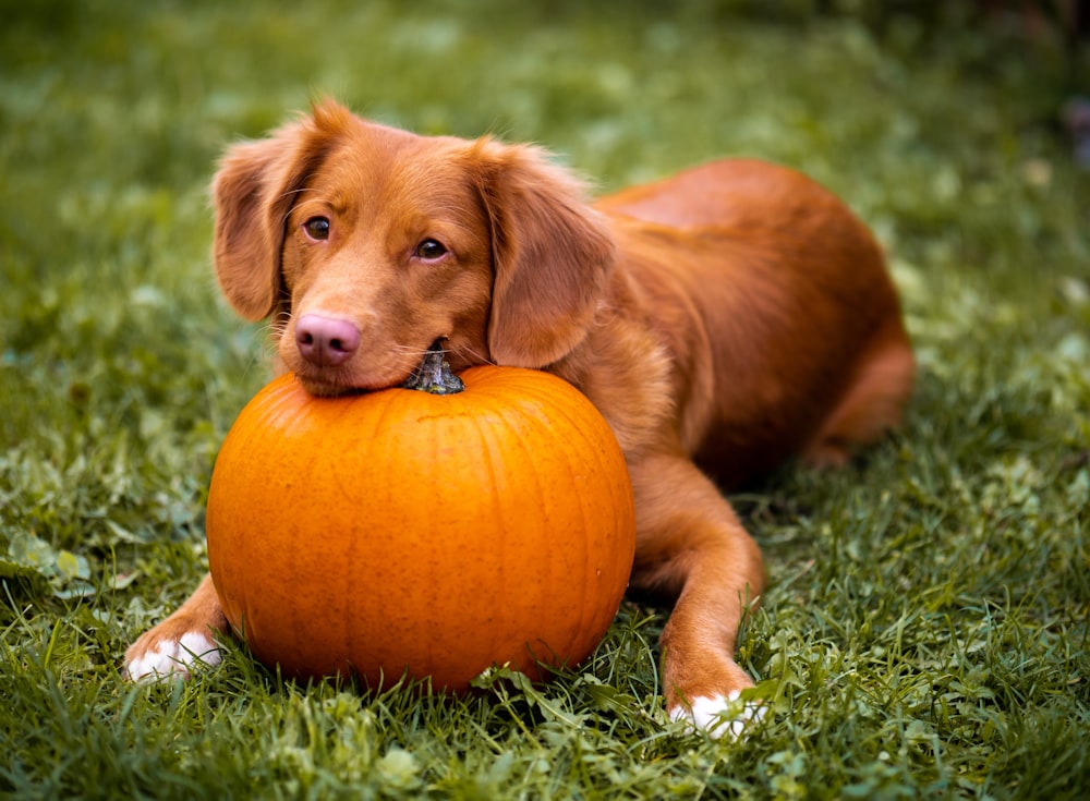 brown dog near pumpkin on green grass