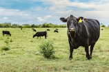 A group of black cattle grazing in a lush green pasture under a partly cloudy sky. One cow in the foreground is prominently facing the camera with a yellow ear tag.