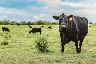 A group of black cattle grazing in a lush green pasture under a partly cloudy sky. One cow in the foreground is prominently facing the camera with a yellow ear tag.