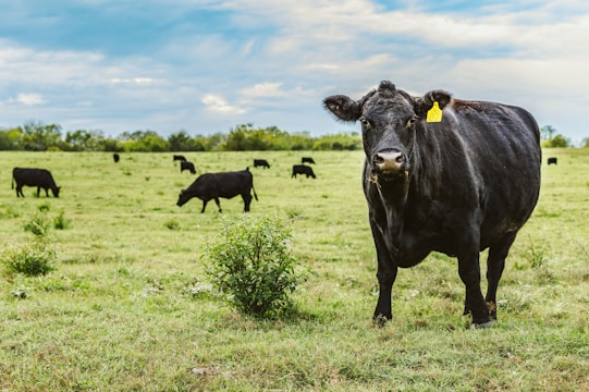 A group of black cattle grazing in a lush green pasture under a partly cloudy sky. One cow in the foreground is prominently facing the camera with a yellow ear tag.