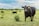 A group of black cattle grazing in a lush green pasture under a partly cloudy sky. One cow in the foreground is prominently facing the camera with a yellow ear tag.