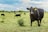 A group of black cattle grazing in a lush green pasture under a partly cloudy sky. One cow in the foreground is prominently facing the camera with a yellow ear tag.