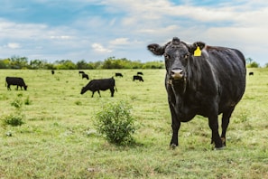A group of black cattle grazing in a lush green pasture under a partly cloudy sky. One cow in the foreground is prominently facing the camera with a yellow ear tag.