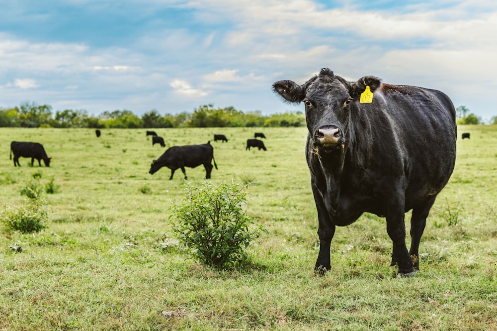 bovins noirs sur un champ d’herbe verte