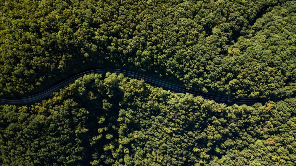 aerial photography of river between trees