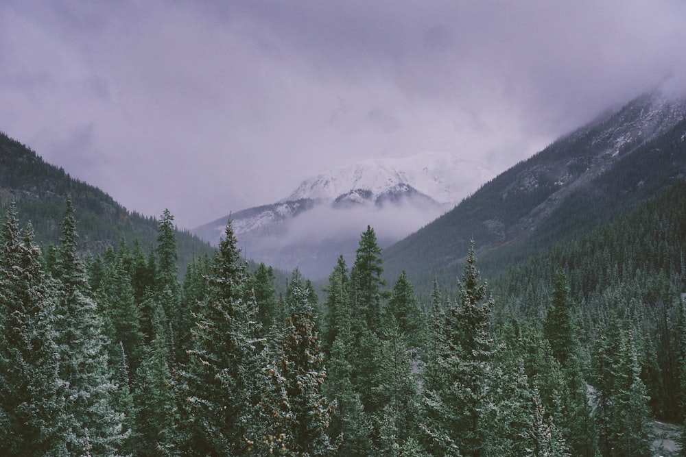 green trees on mountains