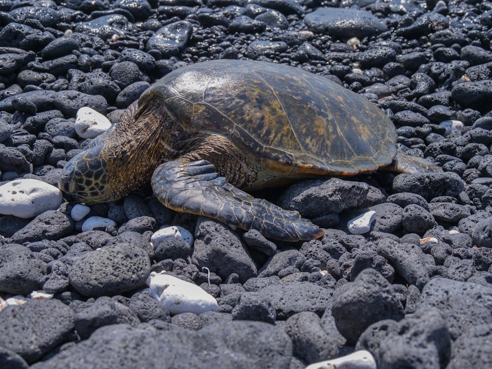 brown turtle on stones