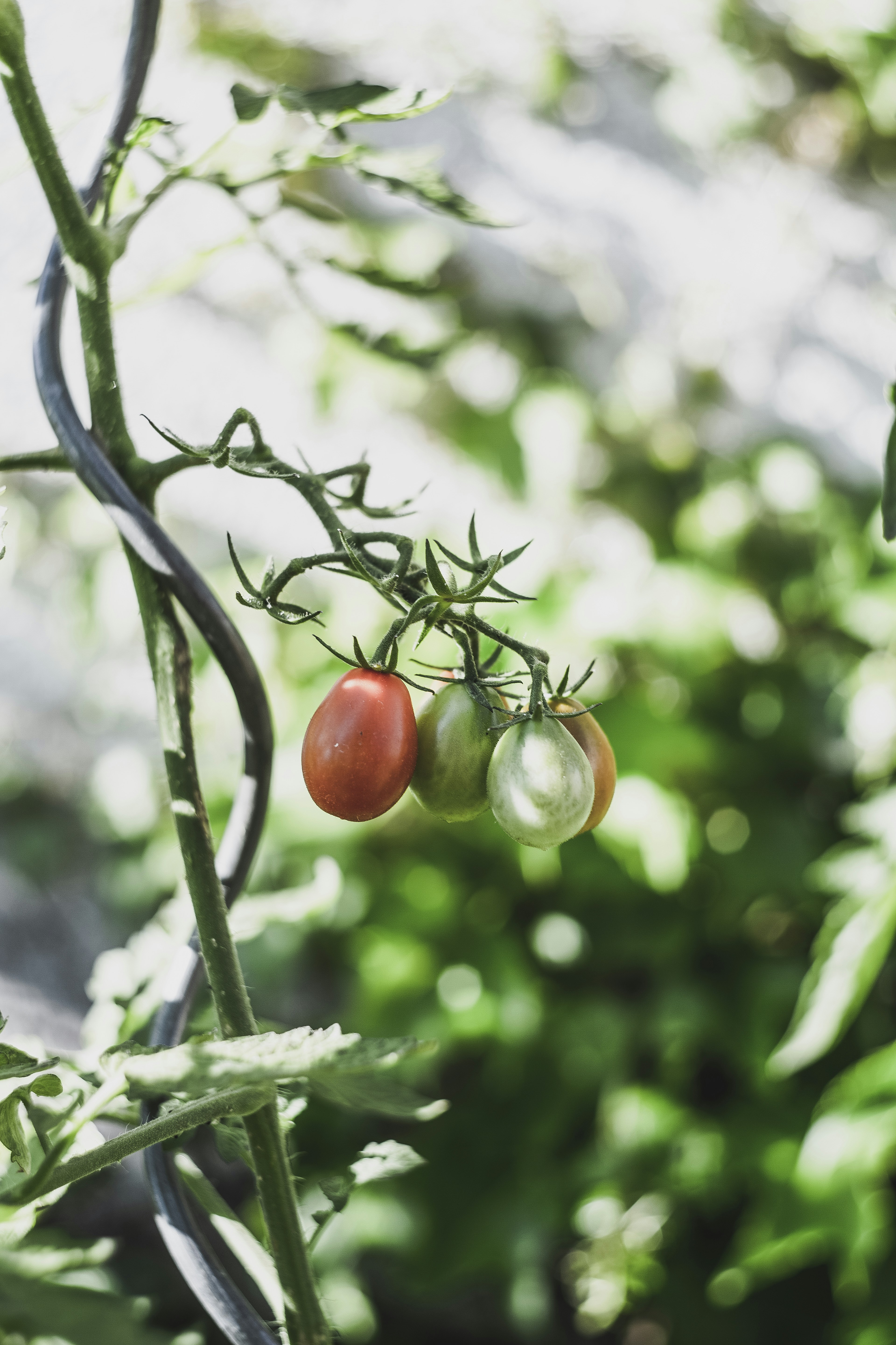 green and red fruits in shallow focus photography