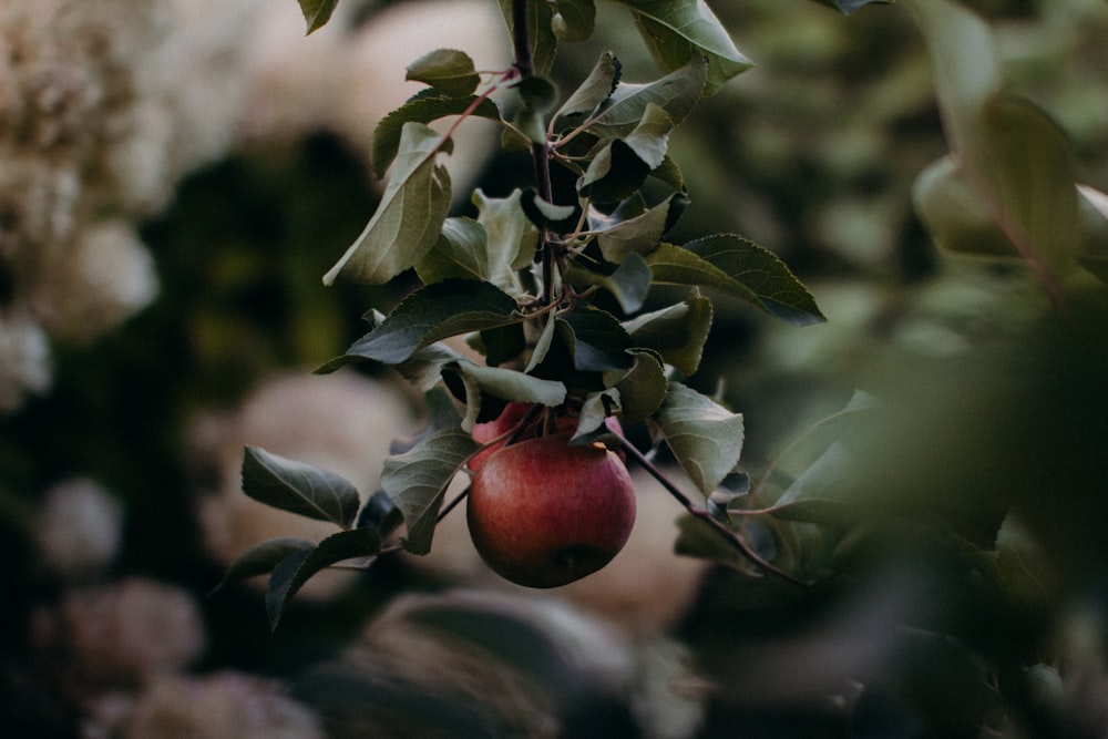 round red fruit on tree