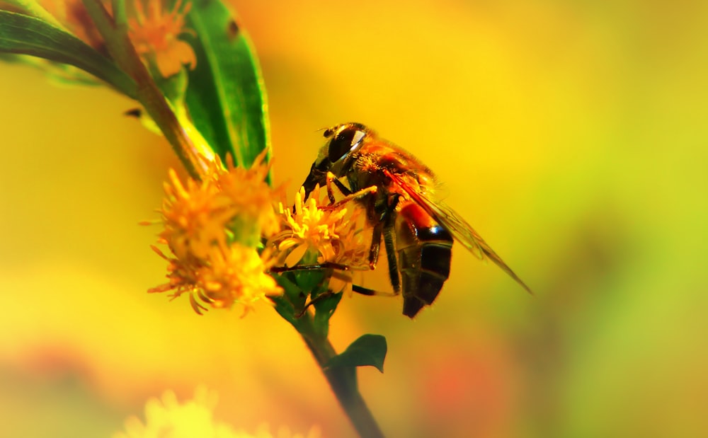 black wasp sniffing on plant