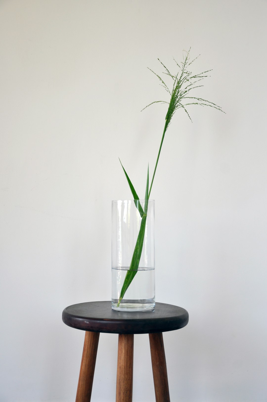 clear glass vase with green plant