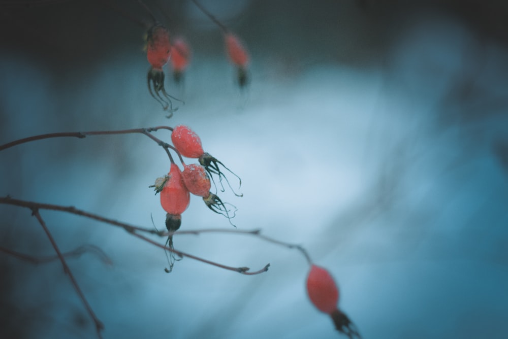 shallow focus photo of pink tree