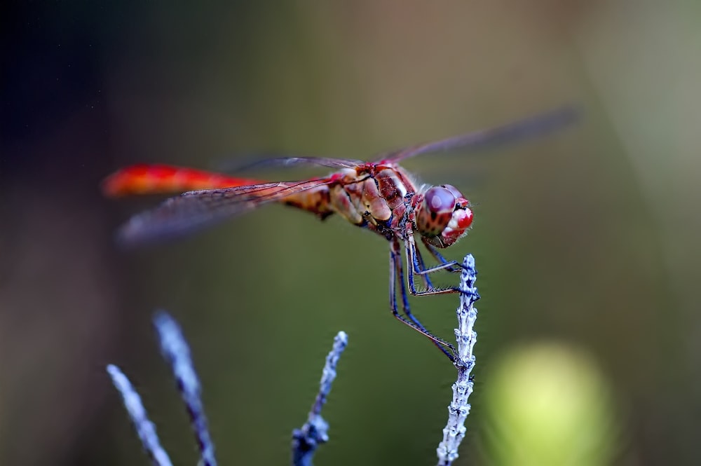 closeup photo of red dragonfly