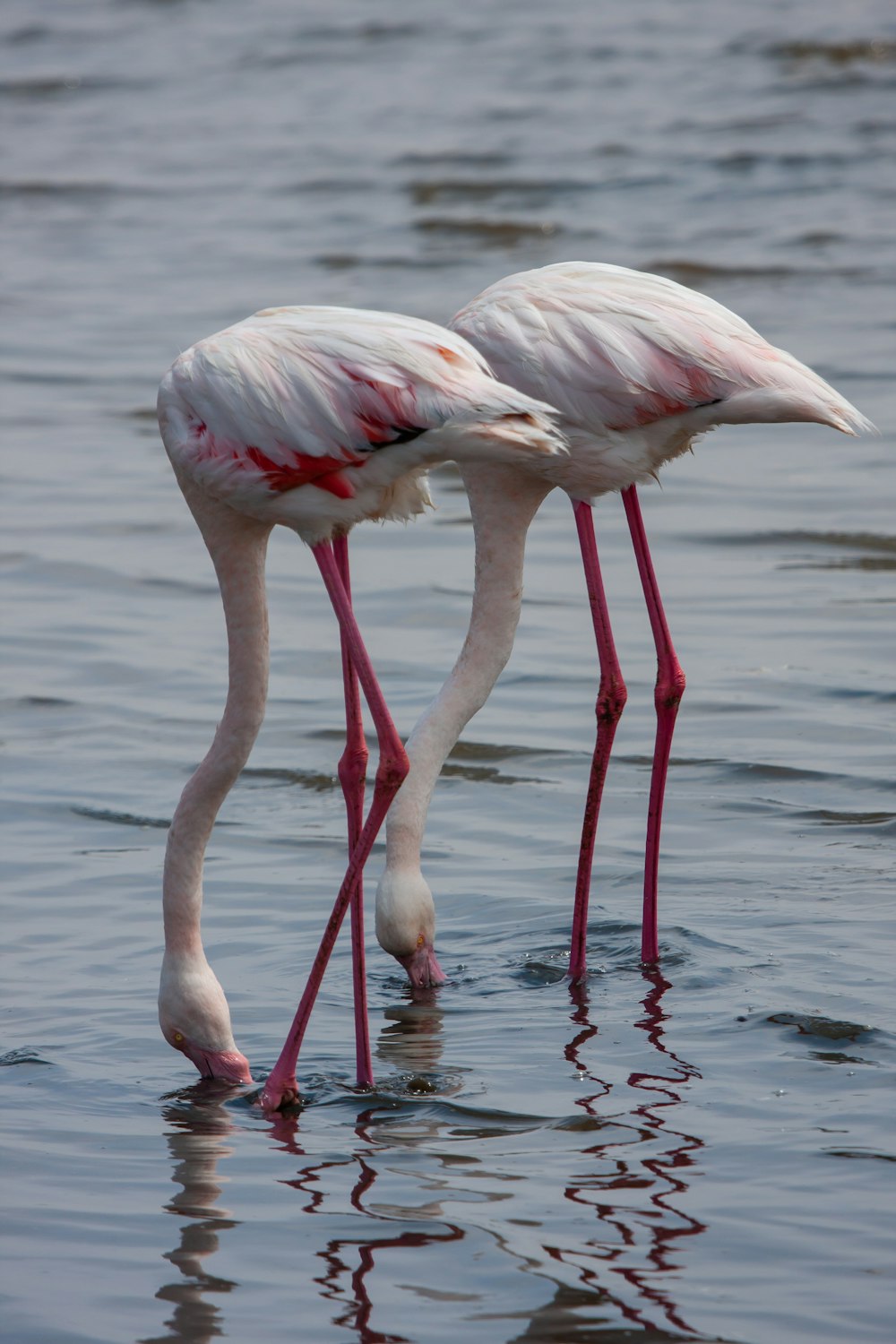 two white and pink flamingos on body of water