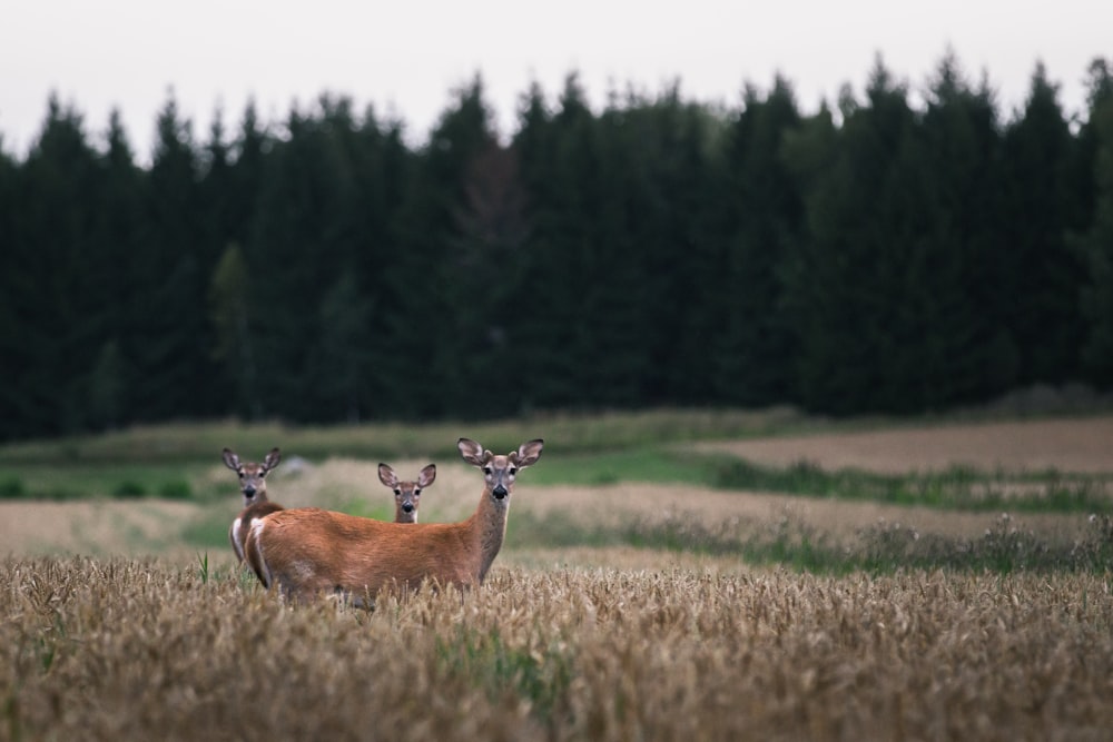 three brown deer on grass field