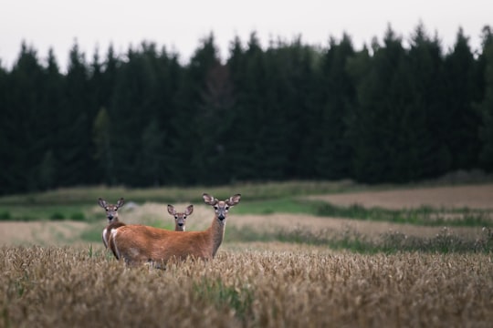 three brown deer on grass field in Porkkalanniemi Finland